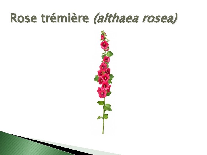 Rose trémière (althaea rosea) 