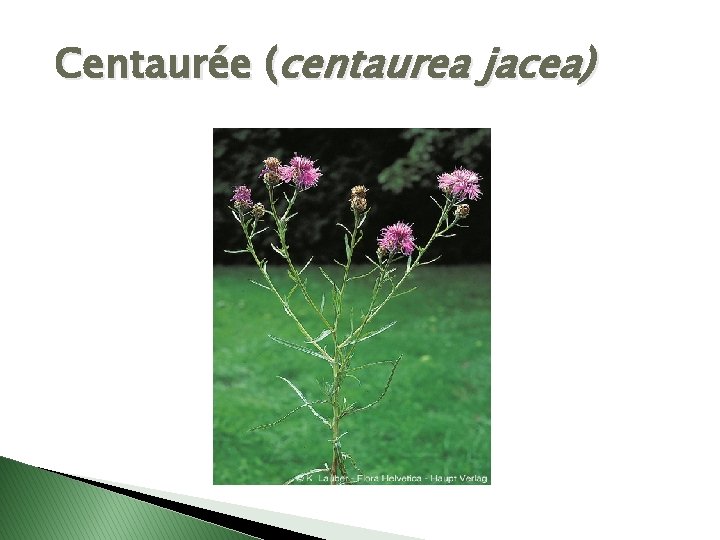 Centaurée (centaurea jacea) 