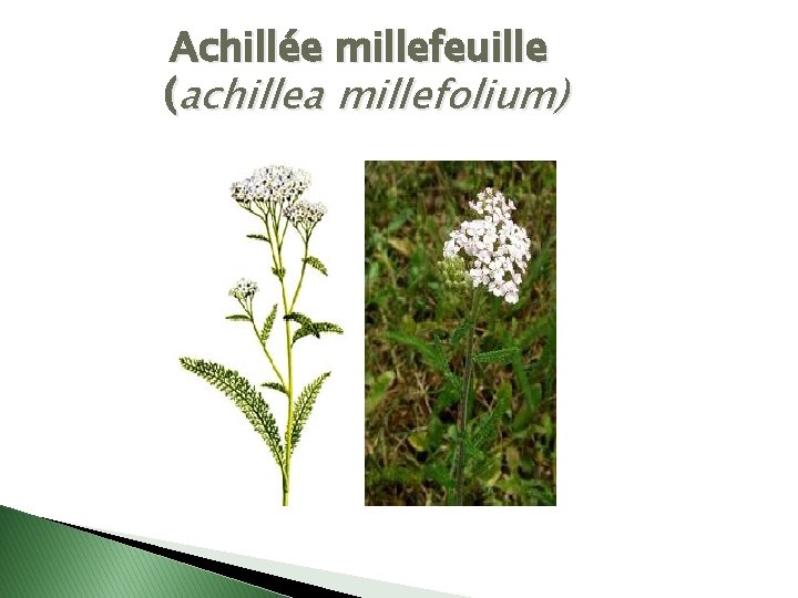 Achillée millefeuille (achillea millefolium) 