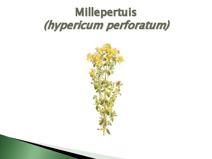 Millepertuis (hypericum perforatum) 