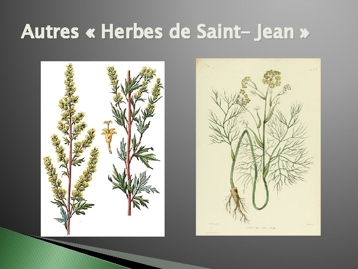 Autres « Herbes de Saint- Jean » 