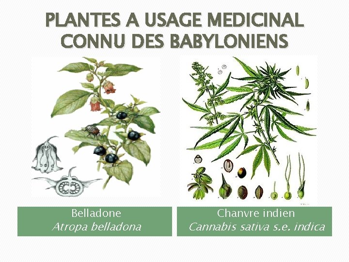 PLANTES A USAGE MEDICINAL CONNU DES BABYLONIENS Belladone Atropa belladona Chanvre indien Cannabis sativa