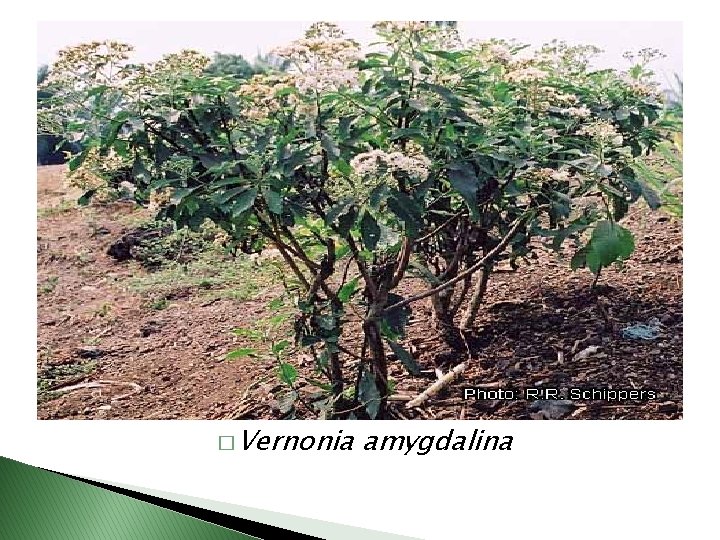 � Vernonia amygdalina 