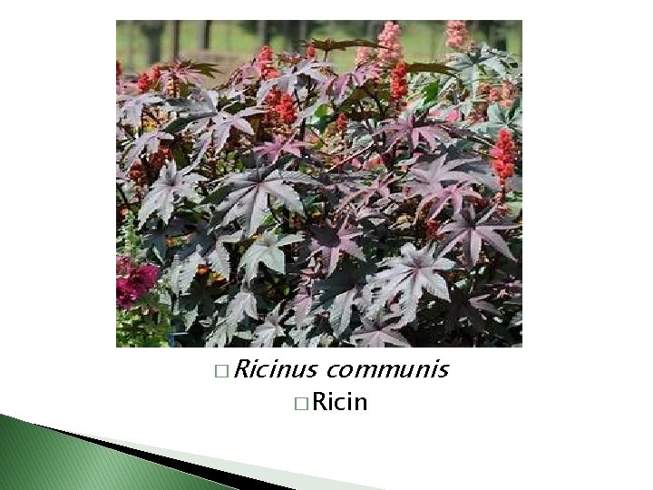 � Ricinus communis � Ricin 