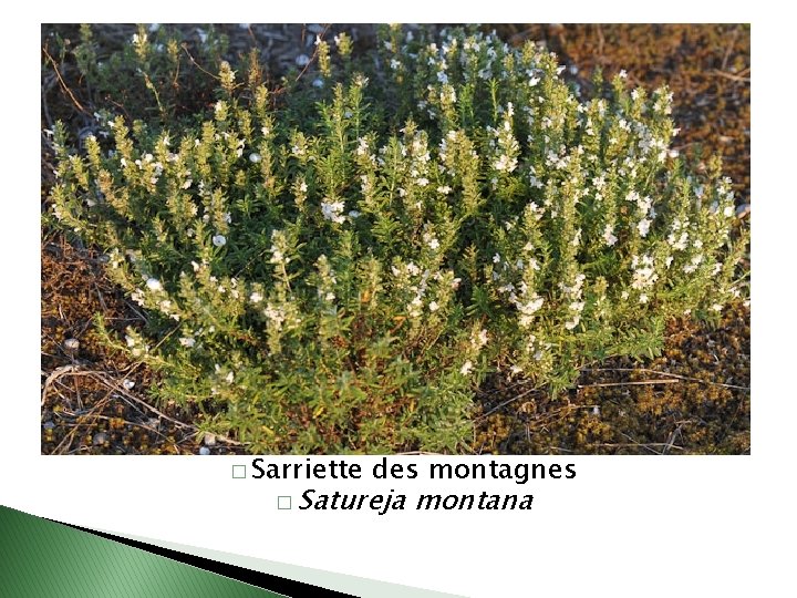 � Sarriette des montagnes � Satureja montana 