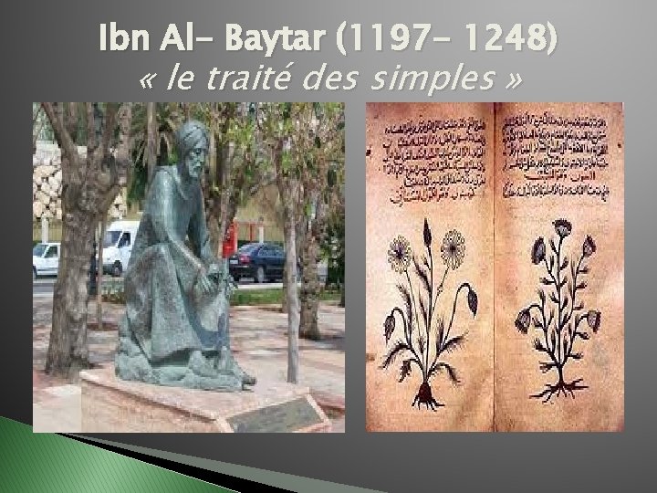 Ibn Al- Baytar (1197 - 1248) « le traité des simples » 