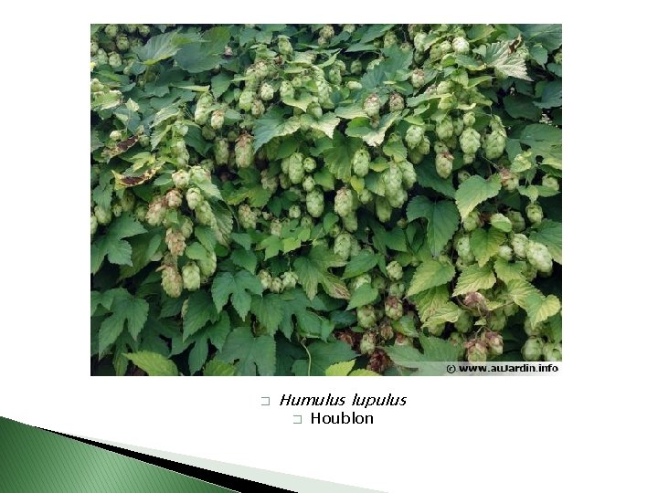 � Humulus lupulus � Houblon 