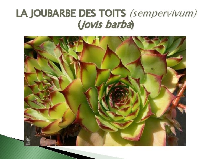 LA JOUBARBE DES TOITS (sempervivum) (jovis barba) 