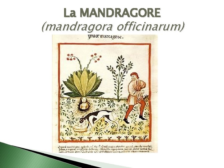 La MANDRAGORE (mandragora officinarum) 