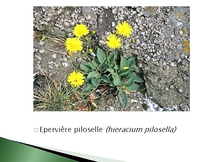 � Epervière piloselle (hieracium pilosella) 