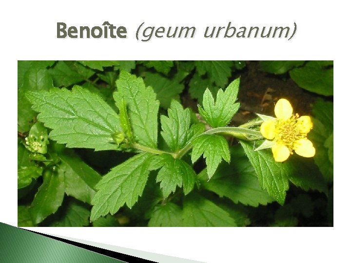 Benoîte (geum urbanum) 