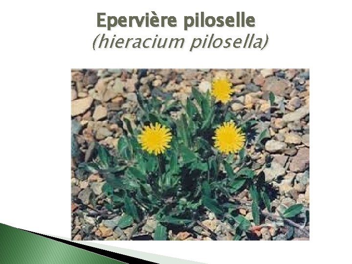 Epervière piloselle (hieracium pilosella) 