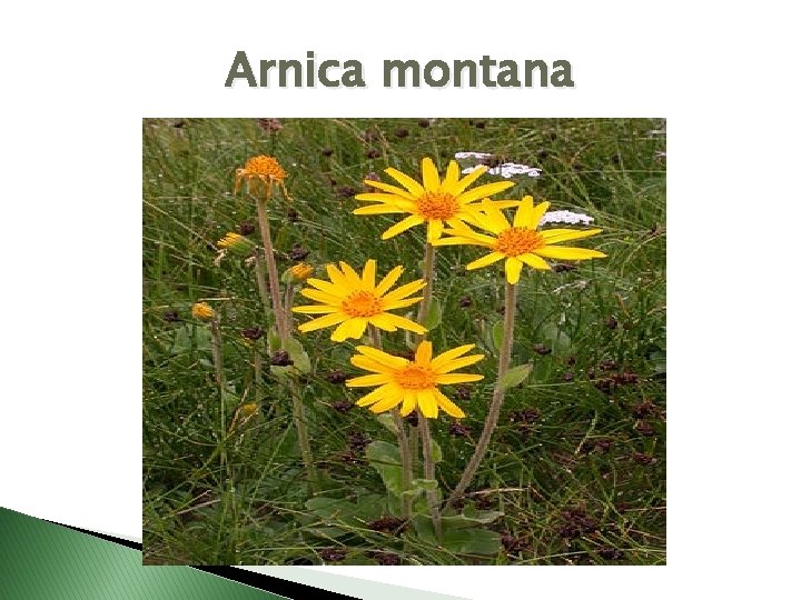 Arnica montana 