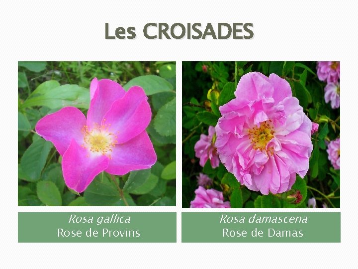 Les CROISADES Rosa gallica Rose de Provins Rosa damascena Rose de Damas 