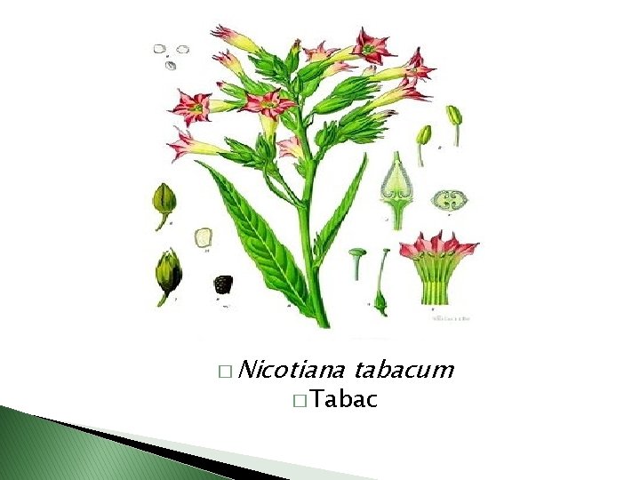 � Nicotiana tabacum � Tabac 