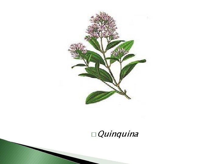 � Quinquina 