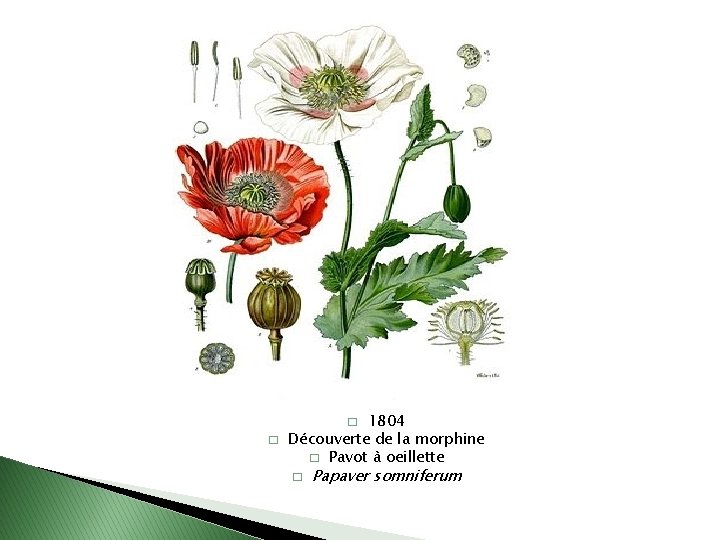 1804 Découverte de la morphine � Pavot à oeillette � � � Papaver somniferum