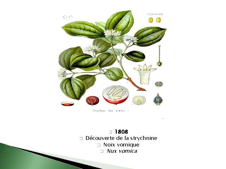 1808 Découverte de la strychnine � Noix vomique � � � Nux vomica 