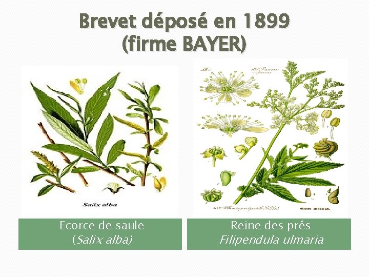 Brevet déposé en 1899 (firme BAYER) Ecorce de saule (Salix alba) Reine des prés