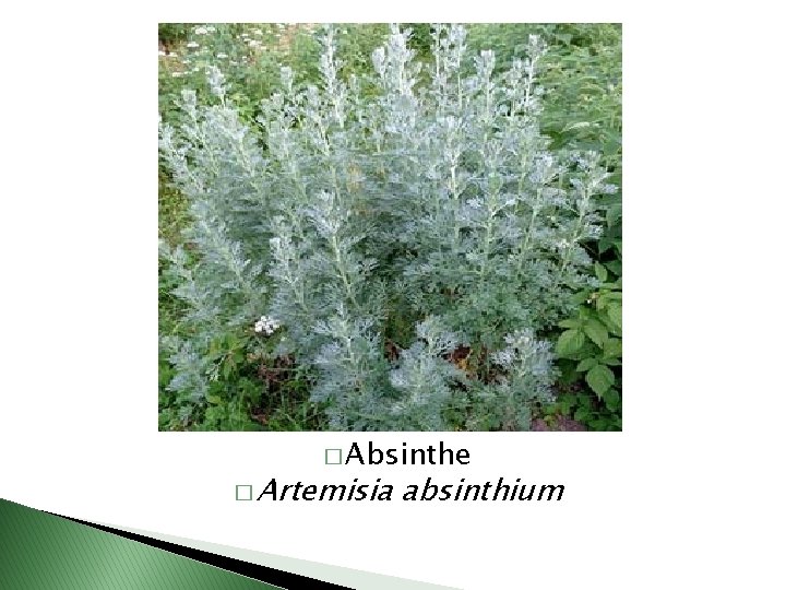 � Absinthe � Artemisia absinthium 