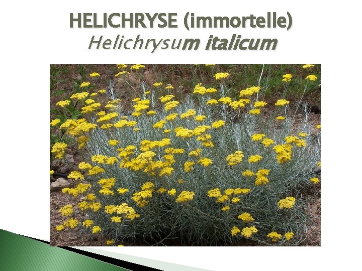 HELICHRYSE (immortelle) Helichrysum italicum 