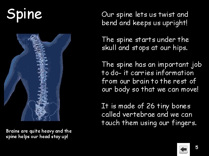 Spine Our spine lets us twist and bend and keeps us upright! The spine