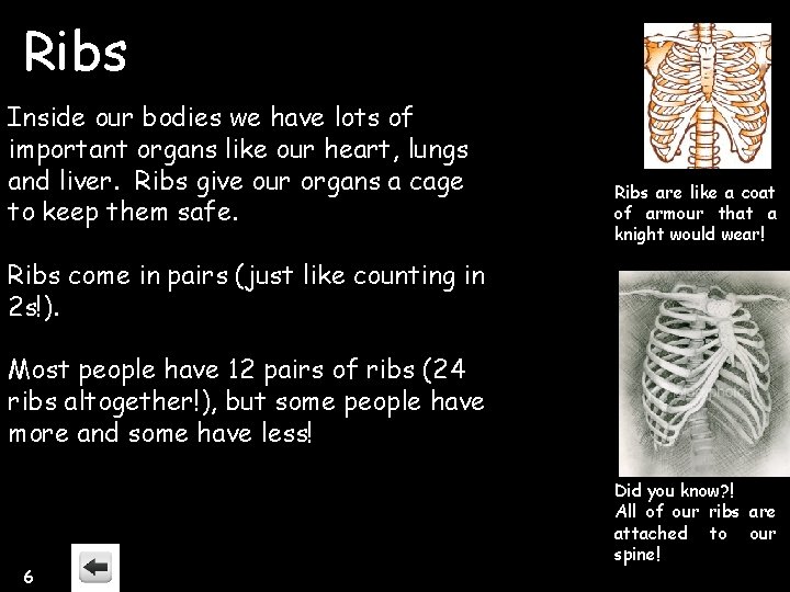 Ribs Inside our bodies we have lots of important organs like our heart, lungs