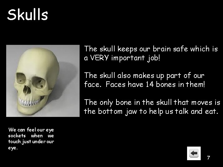 Skulls The skull keeps our brain safe which is a VERY important job! The