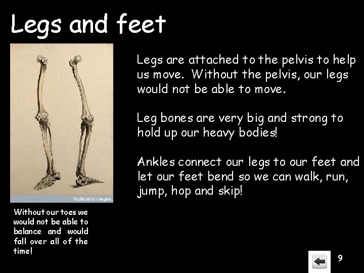 Legs and feet Legs are attached to the pelvis to help us move. Without