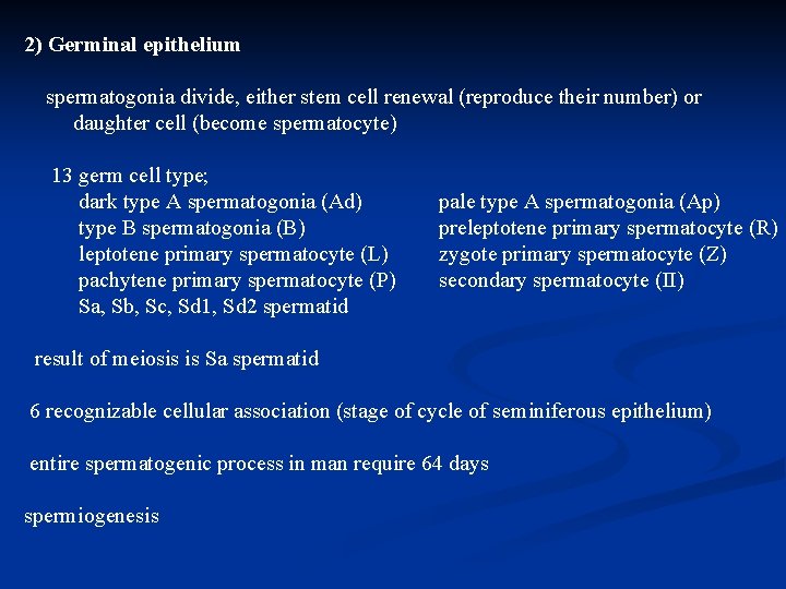 2) Germinal epithelium spermatogonia divide, either stem cell renewal (reproduce their number) or daughter