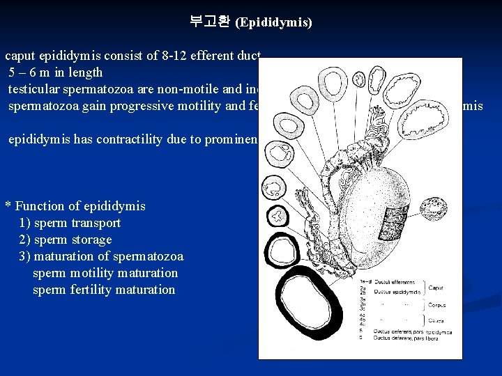 부고환 (Epididymis) caput epididymis consist of 8 -12 efferent duct 5 – 6 m