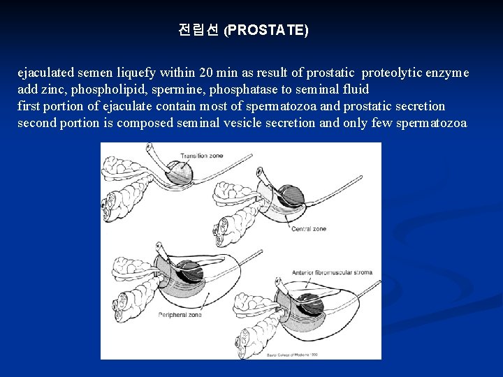 전립선 (PROSTATE) ejaculated semen liquefy within 20 min as result of prostatic proteolytic enzyme