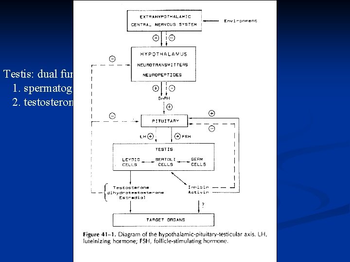 시상하부 뇌하수체 정소 축 Hypothalamic-Pituitary-Gonadal Axis Testis: dual function 1. spermatogenesis 2. testosterone formation