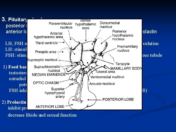 3. Pituitary gland posterior lobe (neurohypophysis): oxytocin, vasopressin anterior lobe (adenohypophysis): LH, FSH, ACTH,