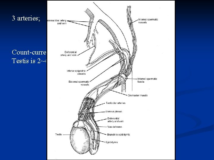 3 arteries; 1. internal spermatic artery 2. deferential artery 3. external spermatic or cremasteric