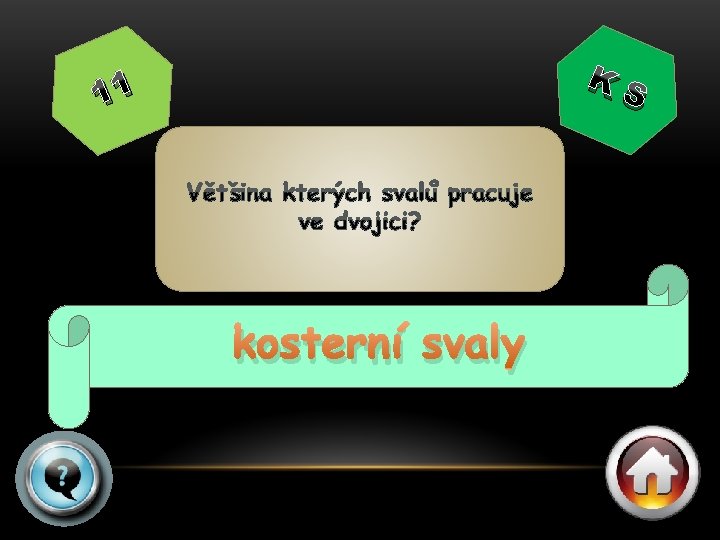 KS 11 kosterní svaly 