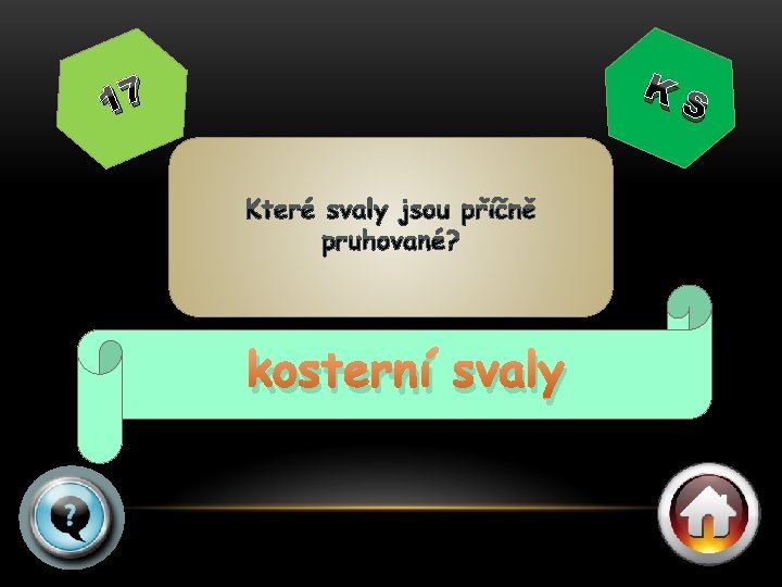 KS 17 kosterní svaly 