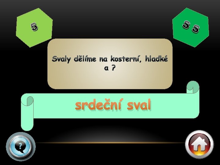 SS 5 srdeční sval 