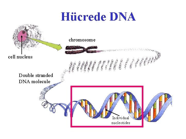 Hücrede DNA chromosome cell nucleus Double stranded DNA molecule Individual nucleotides 