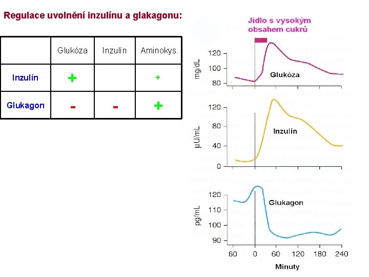 Regulace uvolnění inzulínu a glakagonu: Glukóza Inzulín + Glukagon - Inzulín Aminokys. + -