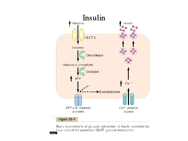 Insulin 