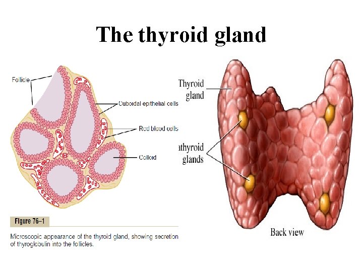 The thyroid gland 