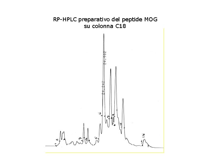 RP-HPLC preparativo del peptide MOG su colonna C 18 