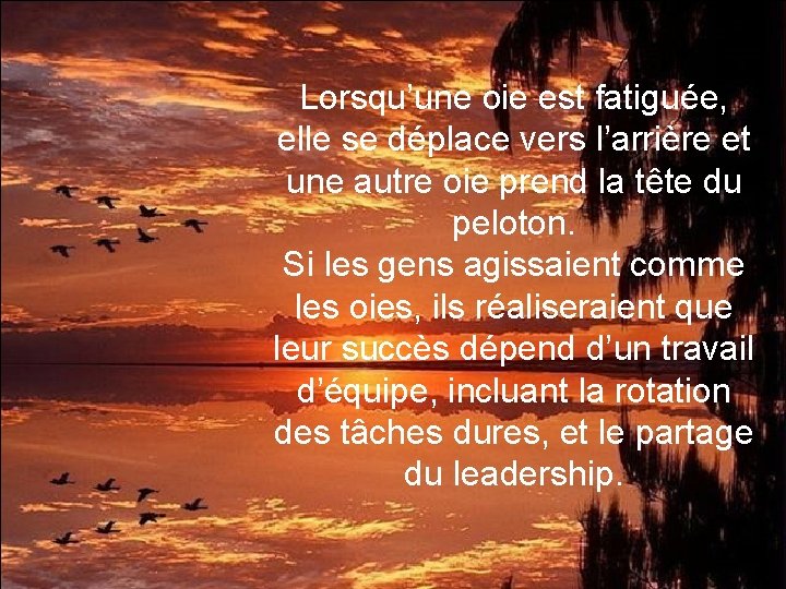 Lorsqu’une oie est fatiguée, elle se déplace vers l’arrière et une autre oie prend