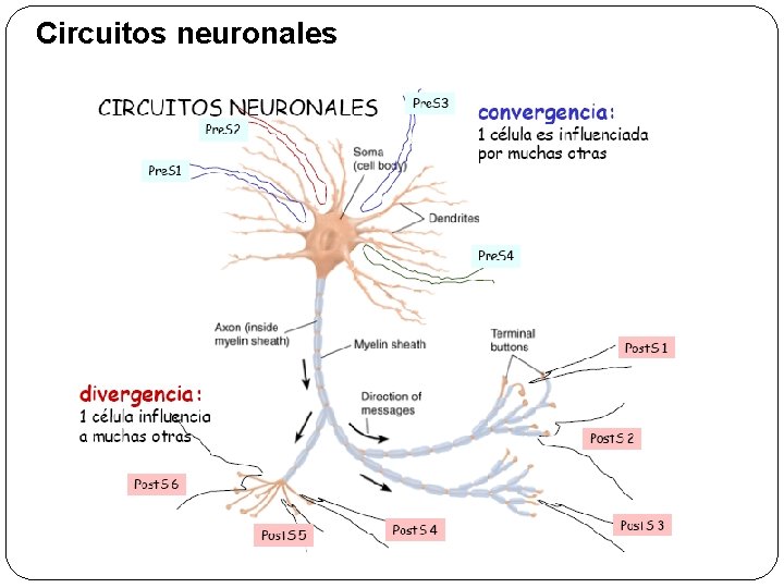 Circuitos neuronales 