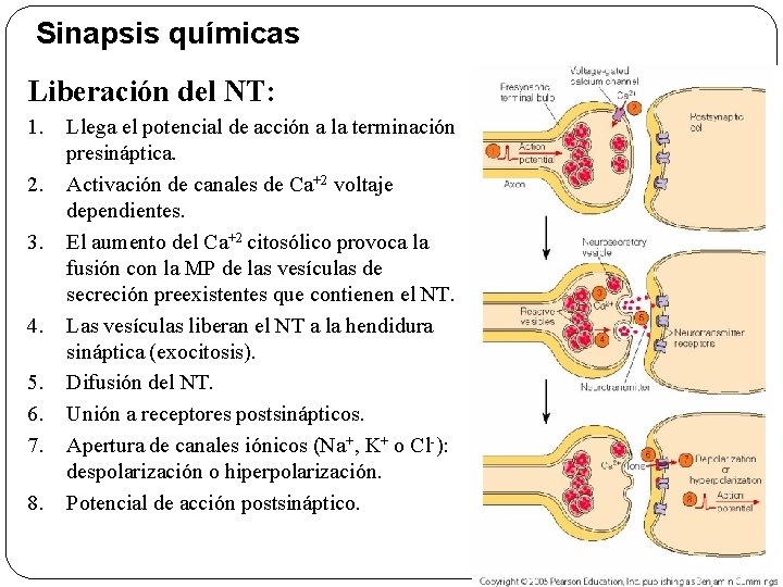 Sinapsis químicas Liberación del NT: 1. 2. 3. 4. 5. 6. 7. 8. Llega