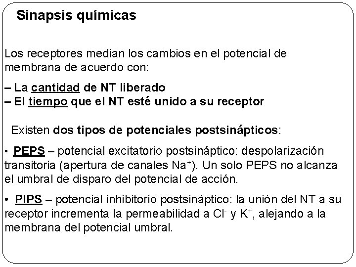 Sinapsis químicas Los receptores median los cambios en el potencial de membrana de acuerdo