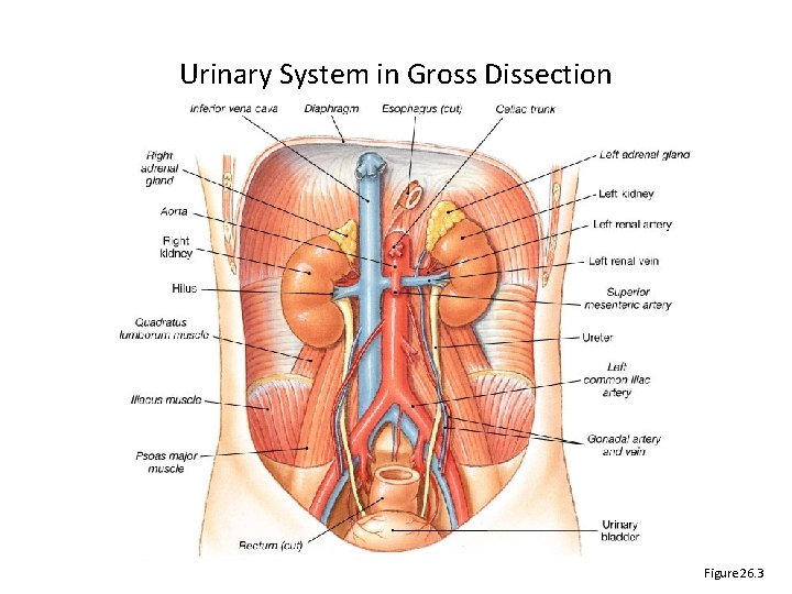 Urinary System in Gross Dissection Figure 26. 3 