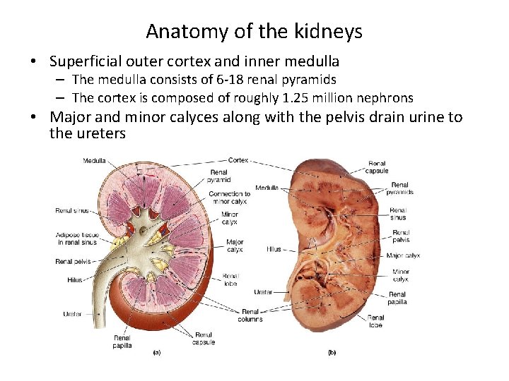 Anatomy of the kidneys • Superficial outer cortex and inner medulla – The medulla