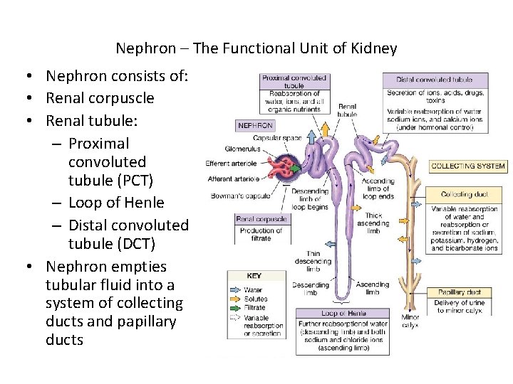 Nephron – The Functional Unit of Kidney • Nephron consists of: • Renal corpuscle